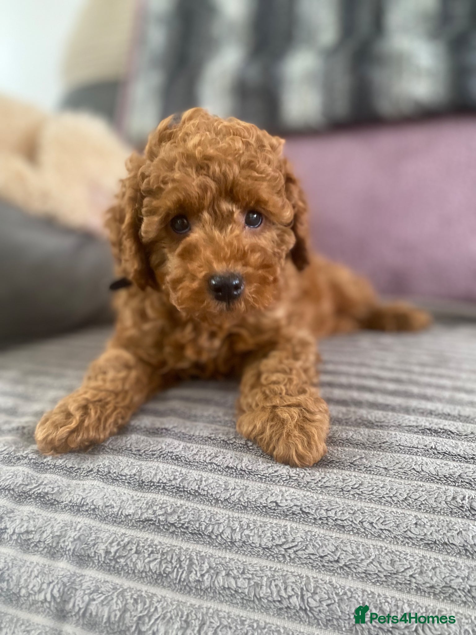 Toy Poodle dogs KC Toy Poodles Ready Now - Advert 1