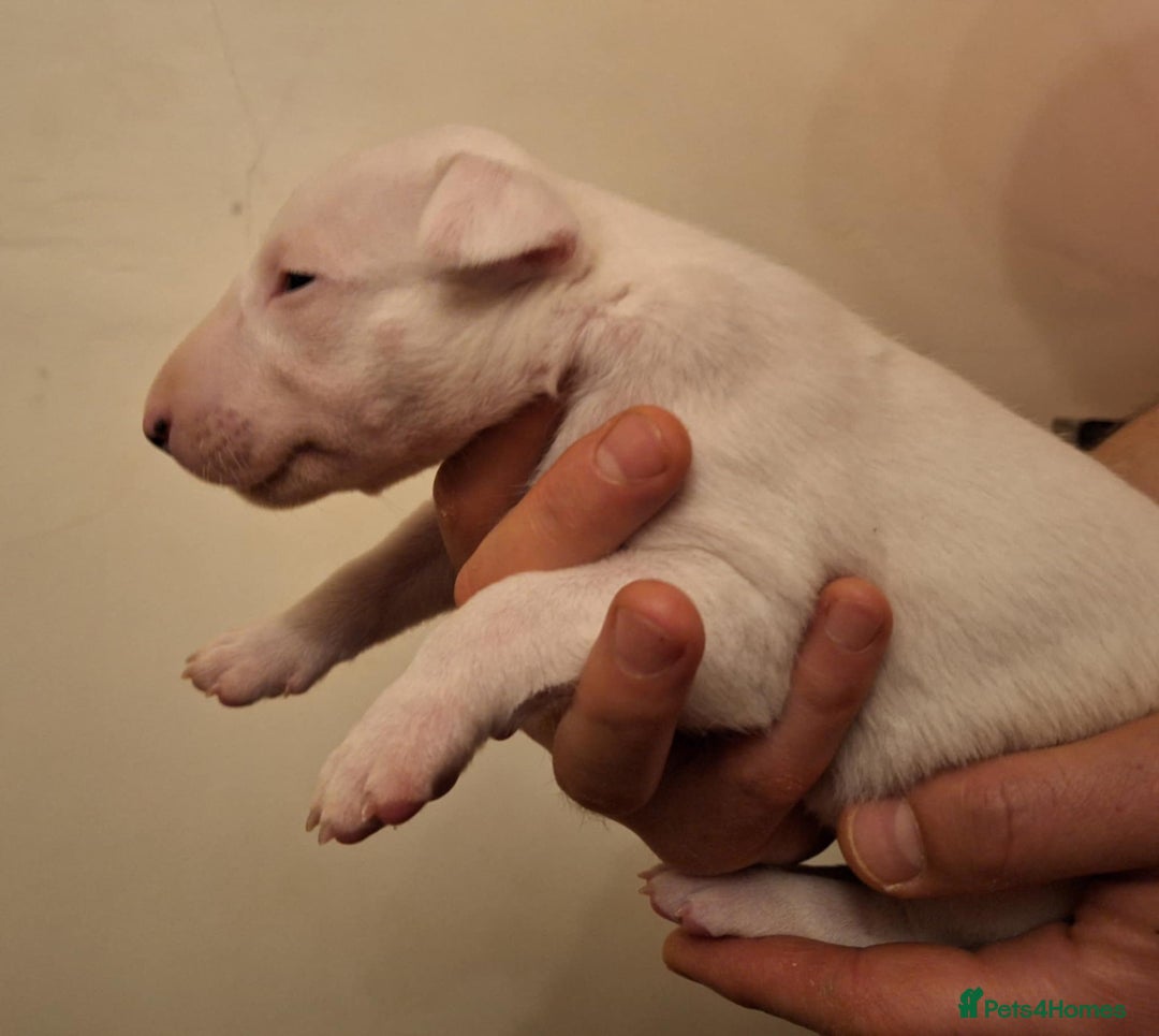 English Bull Terrier dogs for sale: Top quality Bull Terrier puppies available. - Advert 4