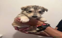 Siberian Husky dogs for sale: 6 hand reared husky babies  - Image 8
