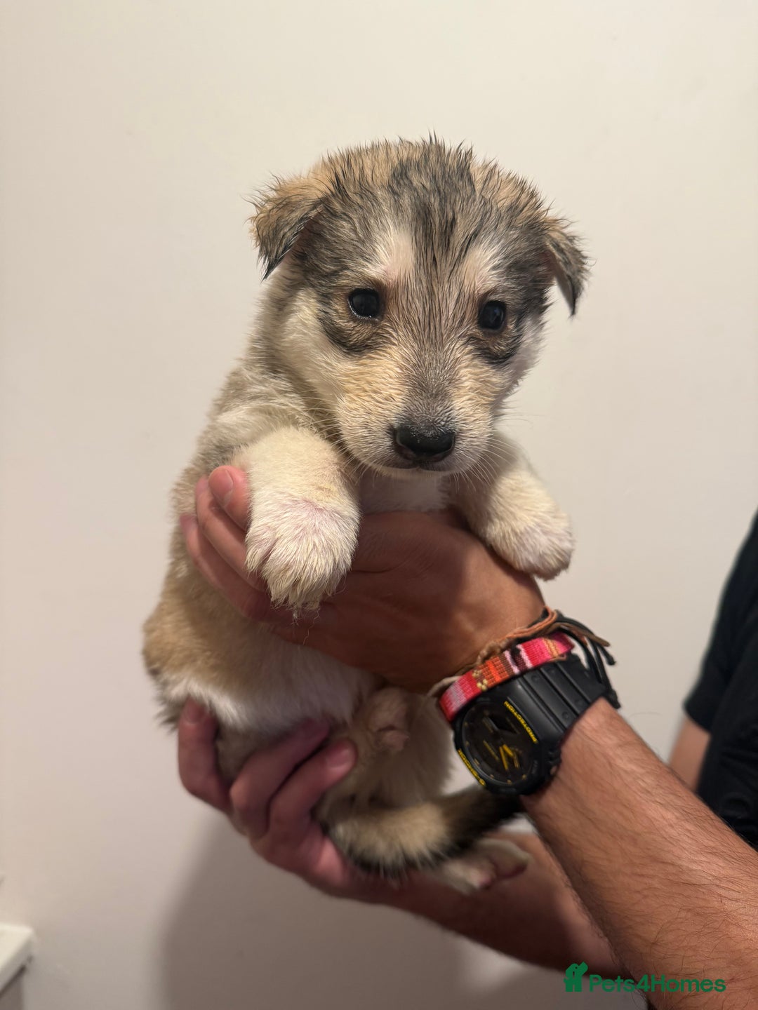 Siberian Husky dogs for sale: 6 hand reared husky babies  - Image 8