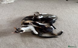 Oriental cats for sale: Super Friendly Little Boy - Image 8