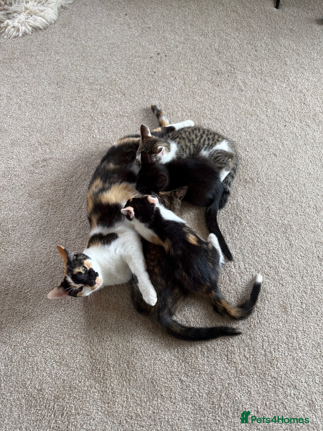 Oriental cats for sale: Super Friendly Little Boy - Image 8