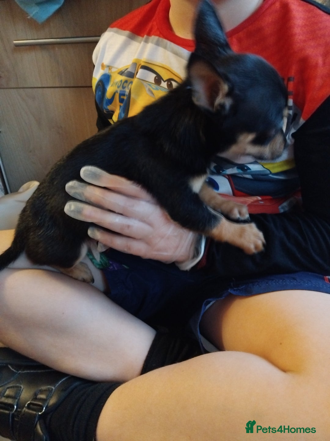 Chihuahua dogs for sale: 3 beautiful chihuahua puppies - Image 10