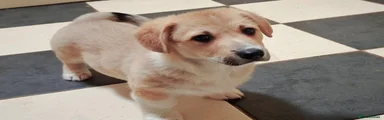 Puppy Camaro 