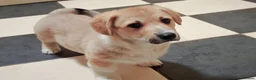 Welsh Corgi Pembroke dogs for sale: 1 boy 1 girl KC Pembroke Corgis  - Advert 25