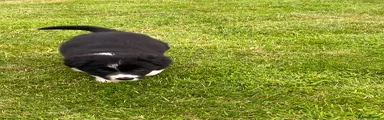 Border Collie 3