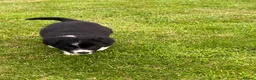 Border Collie dogs for sale: Beautiful Border Collie puppies for sale - Advert 11