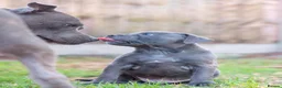 Staffordshire Bull Terrier dogs for sale: 7 weeks old today - Advert 5