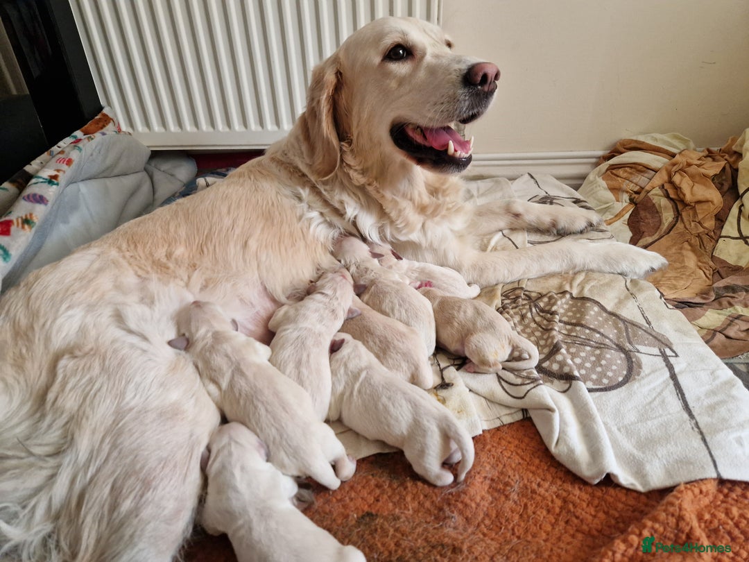 Golden Retriever dogs for sale: Golden Retriever puppies - Advert 6