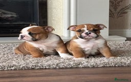 English Bulldog dogs for sale: English bulldog puppies  - Image 23