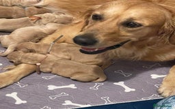 Golden Retriever dogs for sale: Beautiful Golden Retriever boys  - Image 19