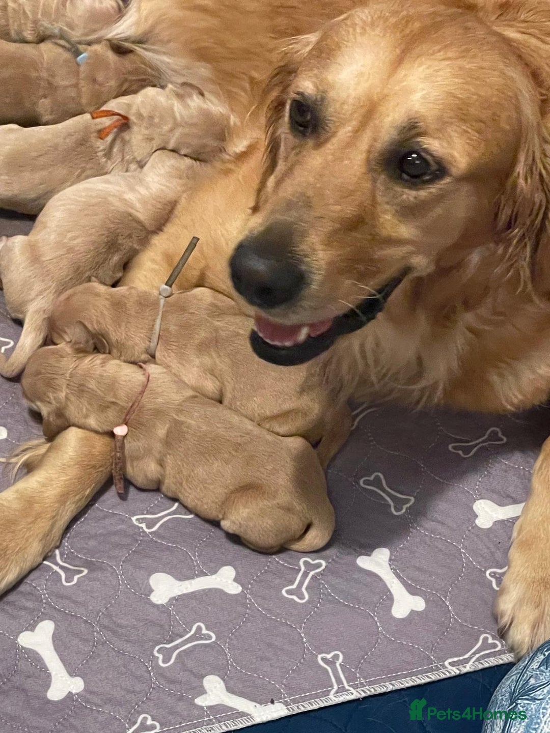 Golden Retriever dogs for sale: Beautiful Golden Retriever boys  - Image 19