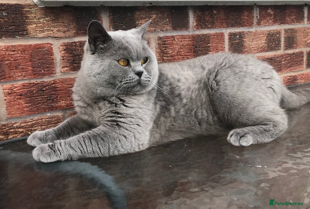 Scottish Fold cats for stud:  East Midlands Tica Blue British shorthair stud  in Derby - Image 6
