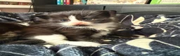Mixed Breed cats for sale: 4 healthy chunky kittens - Advert 3