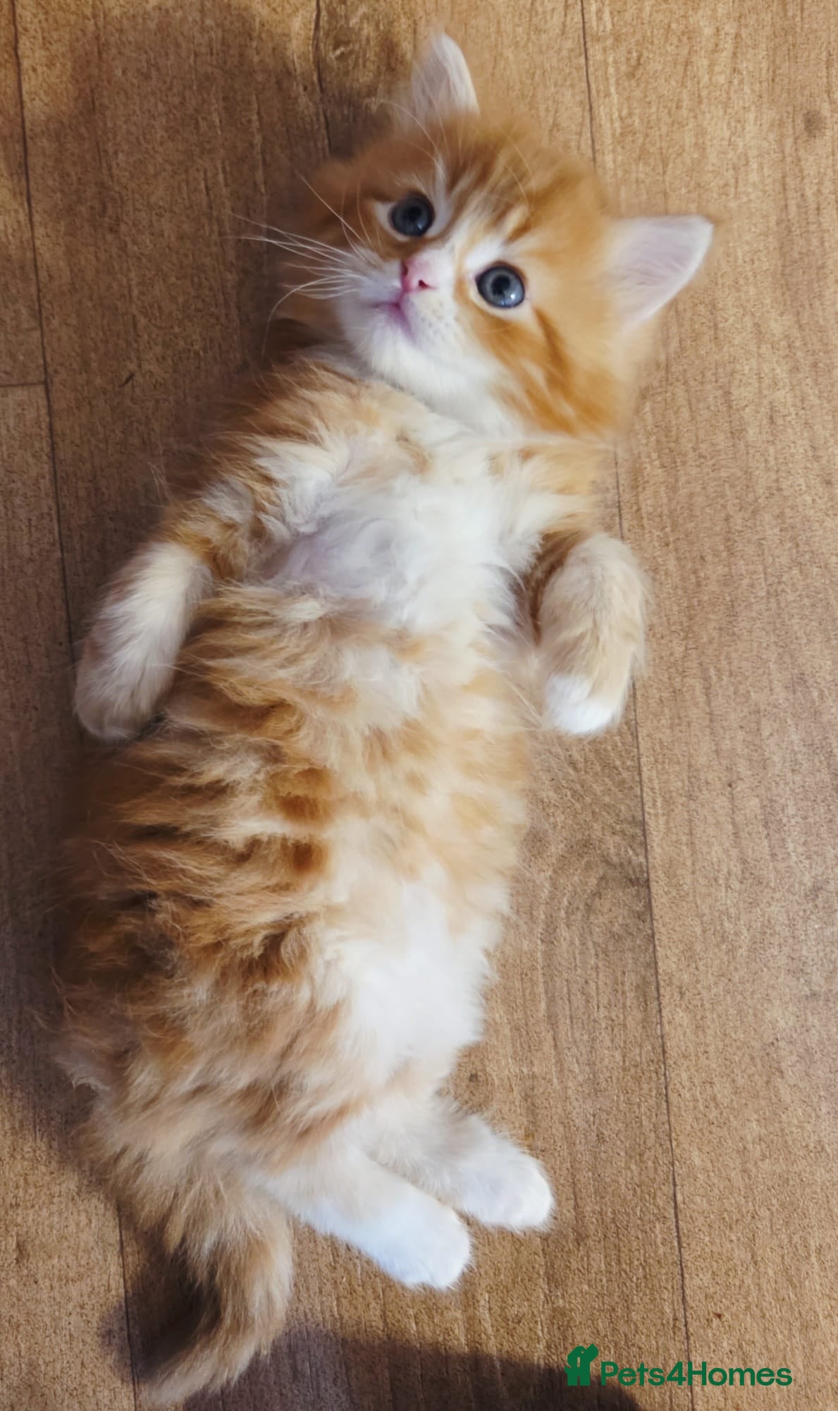 Persian cats Persian x maincoon  - Advert 12