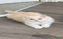 British Longhair cats for sale:  😻 BEAUTIFUL BLH 😻 2 boys READY TO LEAVE  in Milton Keynes - Image 1