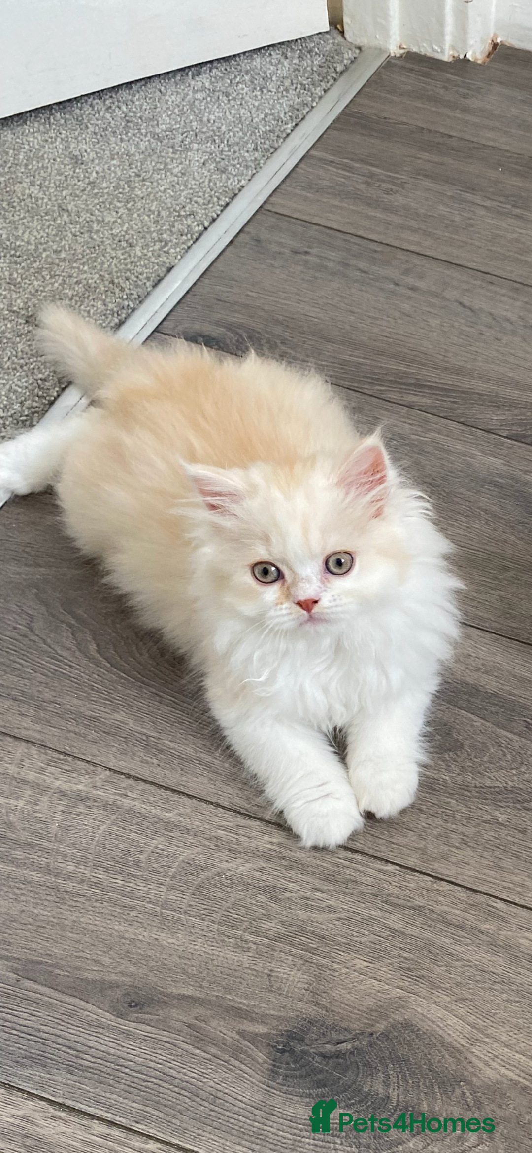 British Longhair cats for sale:  😻 BEAUTIFUL BLH 😻 2 boys READY TO LEAVE  in Milton Keynes - Image 1