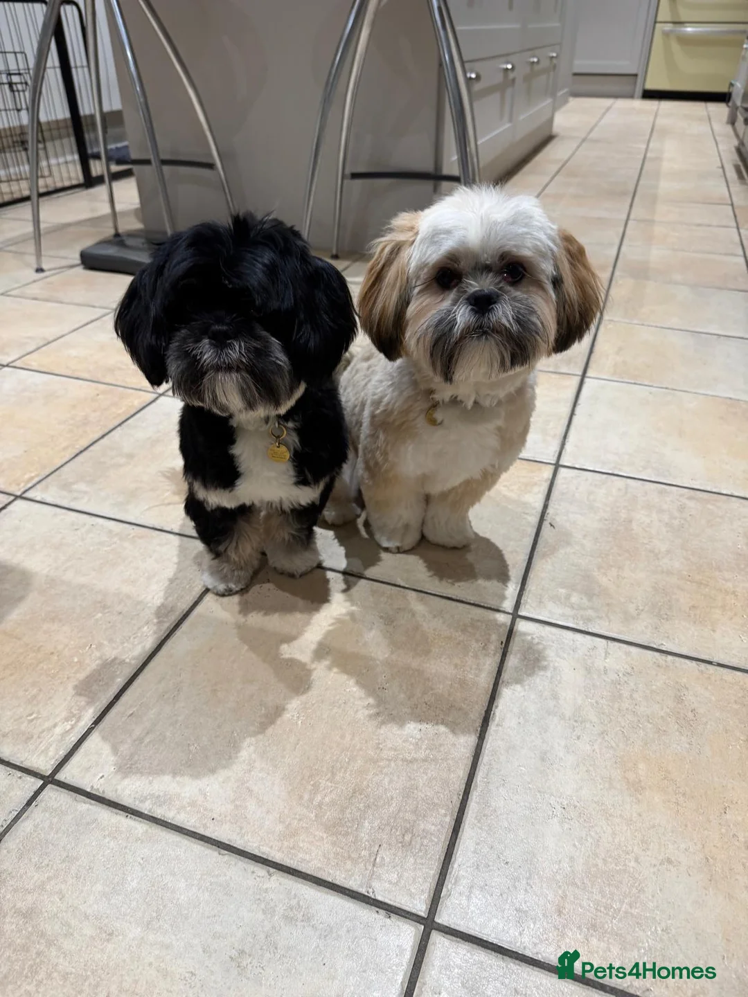 Lhasa Apso dogs for sale: 2 KC reg Lhasa Apsos aged 8 months in Fleet - Advert 6