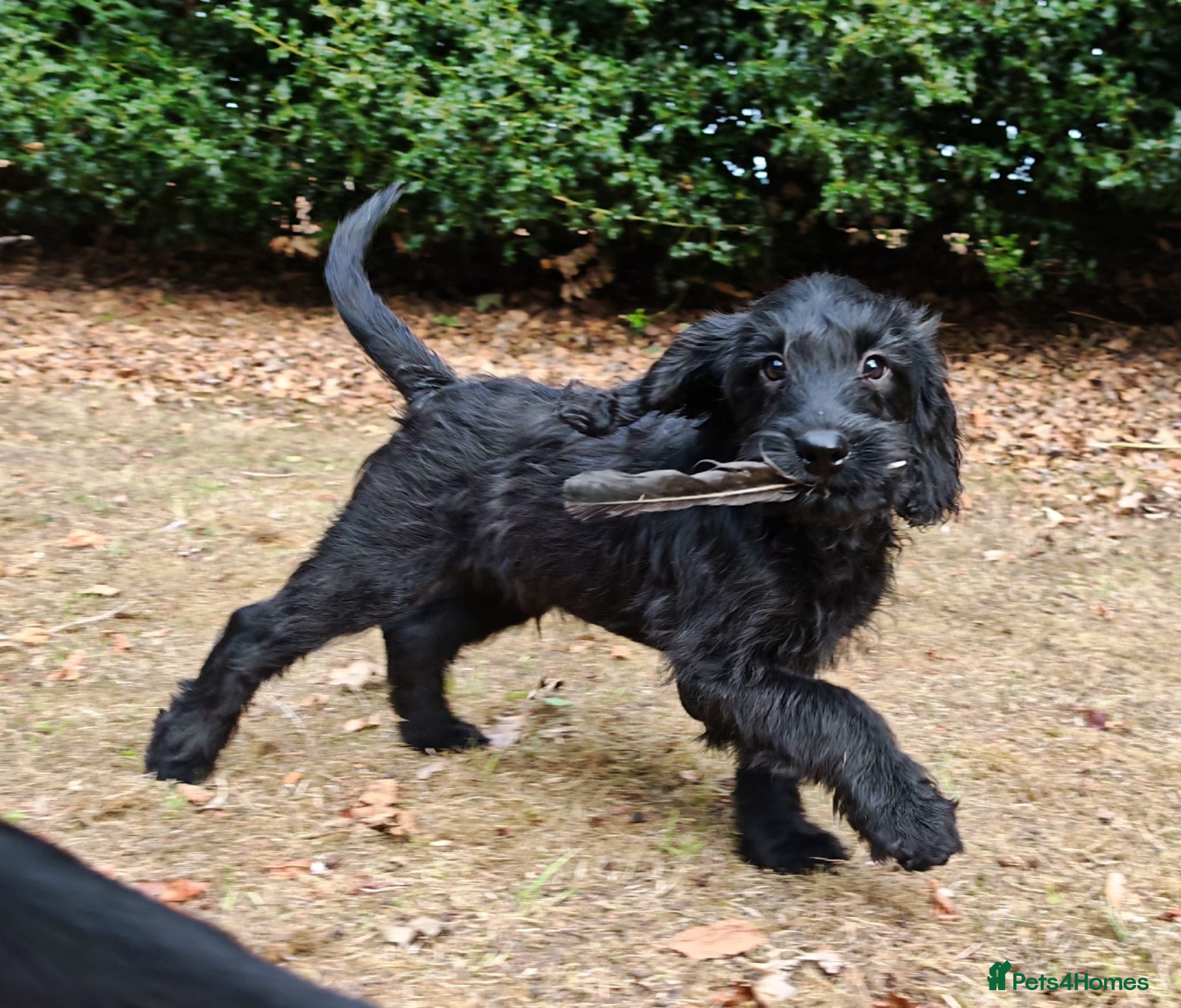 Labradoodle dogs Ready Now VetChecked & First Vaccine Labradoodles  - Advert 6