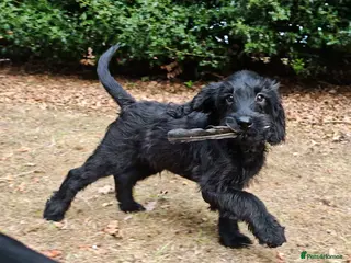 Labradoodle dogs Ready Now VetChecked & First Vaccine Labradoodles - Advert 6