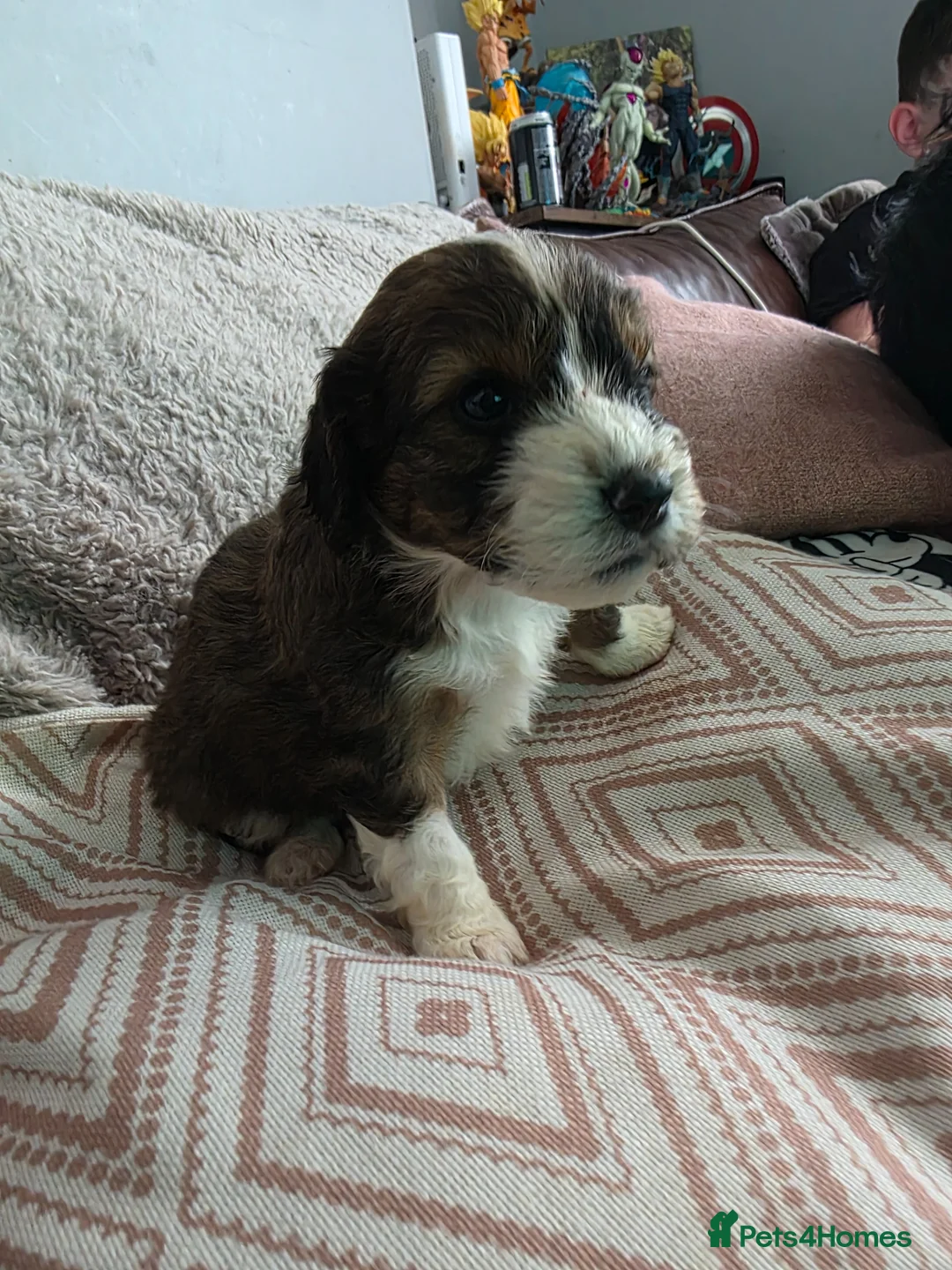 Mixed Breed dogs for sale: Cockerpoo × collie puppies in Aberdare - Advert 2