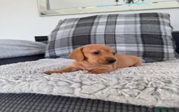 Miniature Dachshund dogs for sale: Smooth blonde miniature dachshund puppy  - Image 5