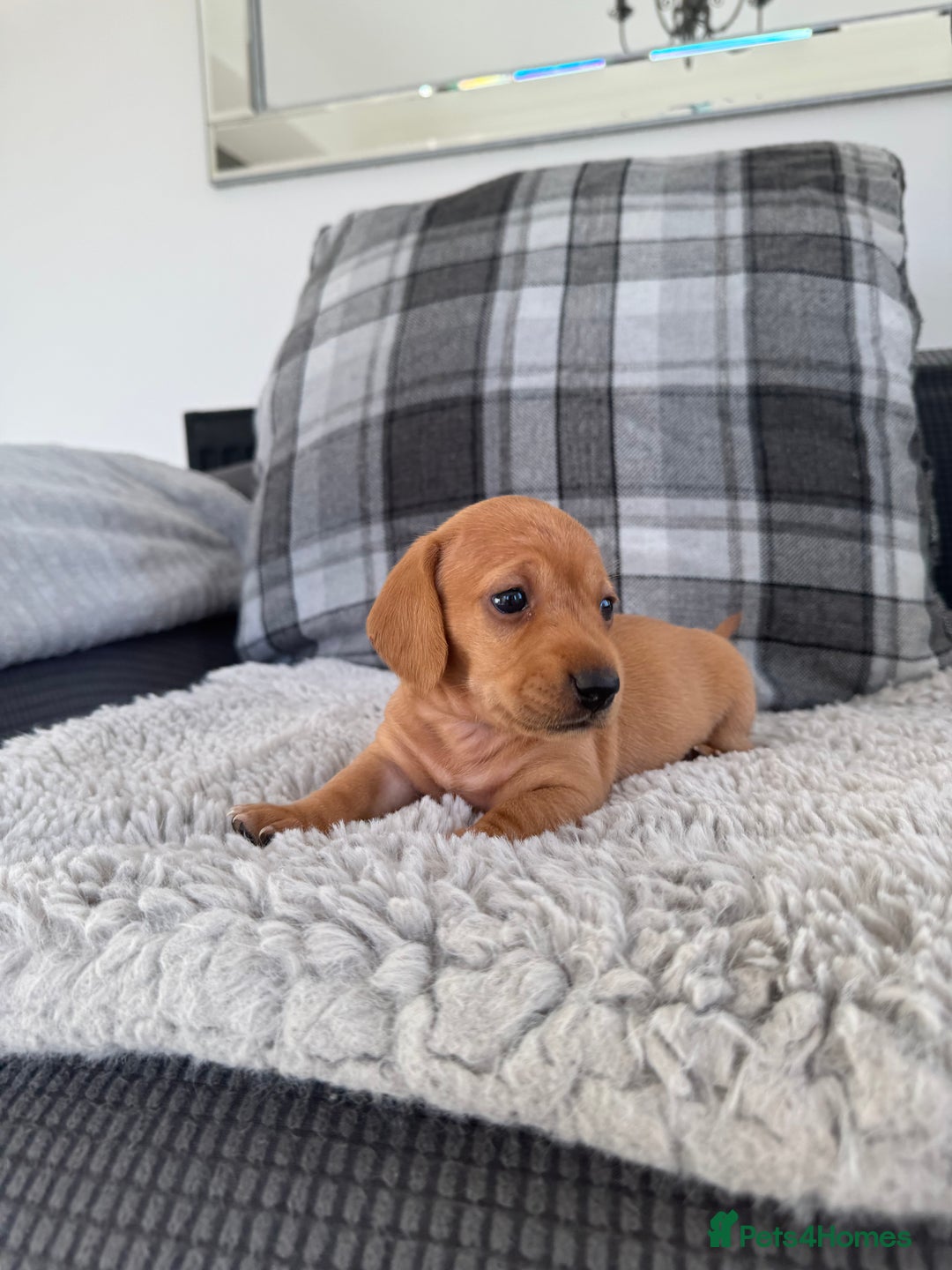 Miniature Dachshund dogs for sale: Smooth blonde miniature dachshund puppy  - Image 5