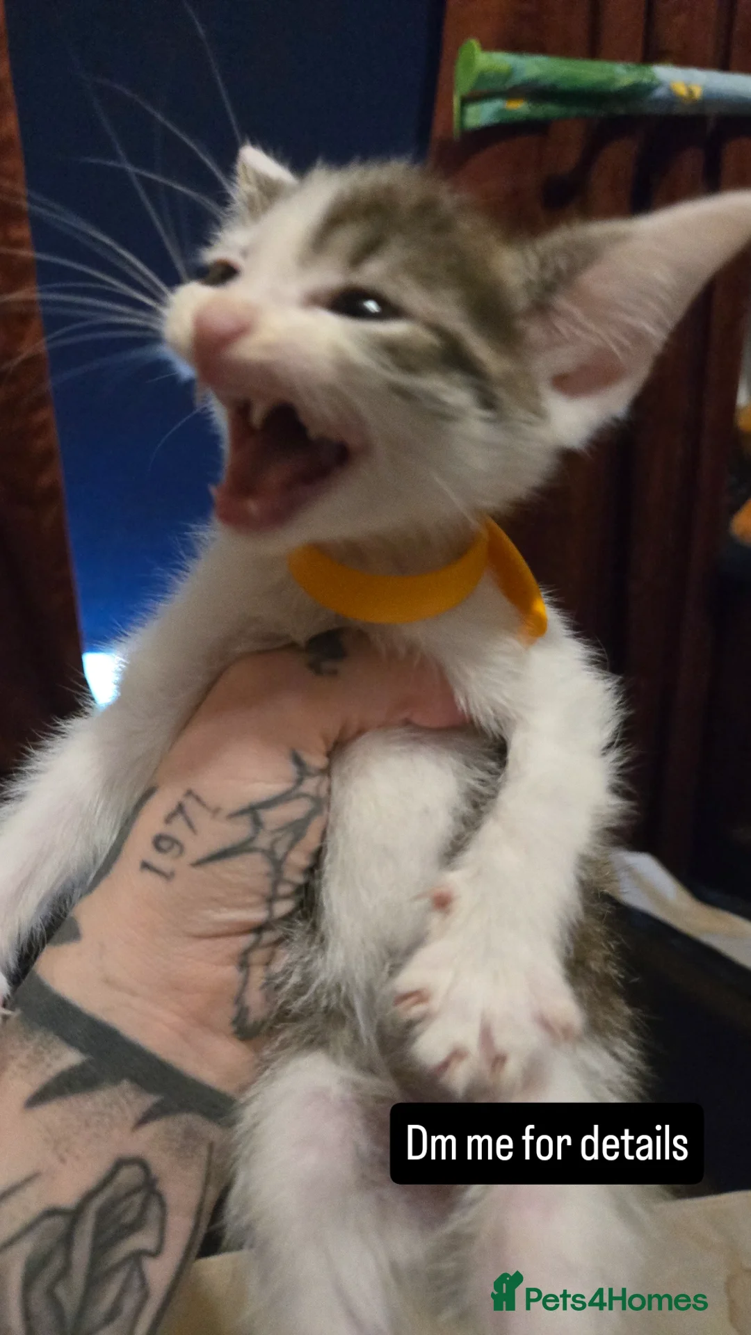 Mixed Breed cats for sale: Black / Tabby and White kittens - Image 2