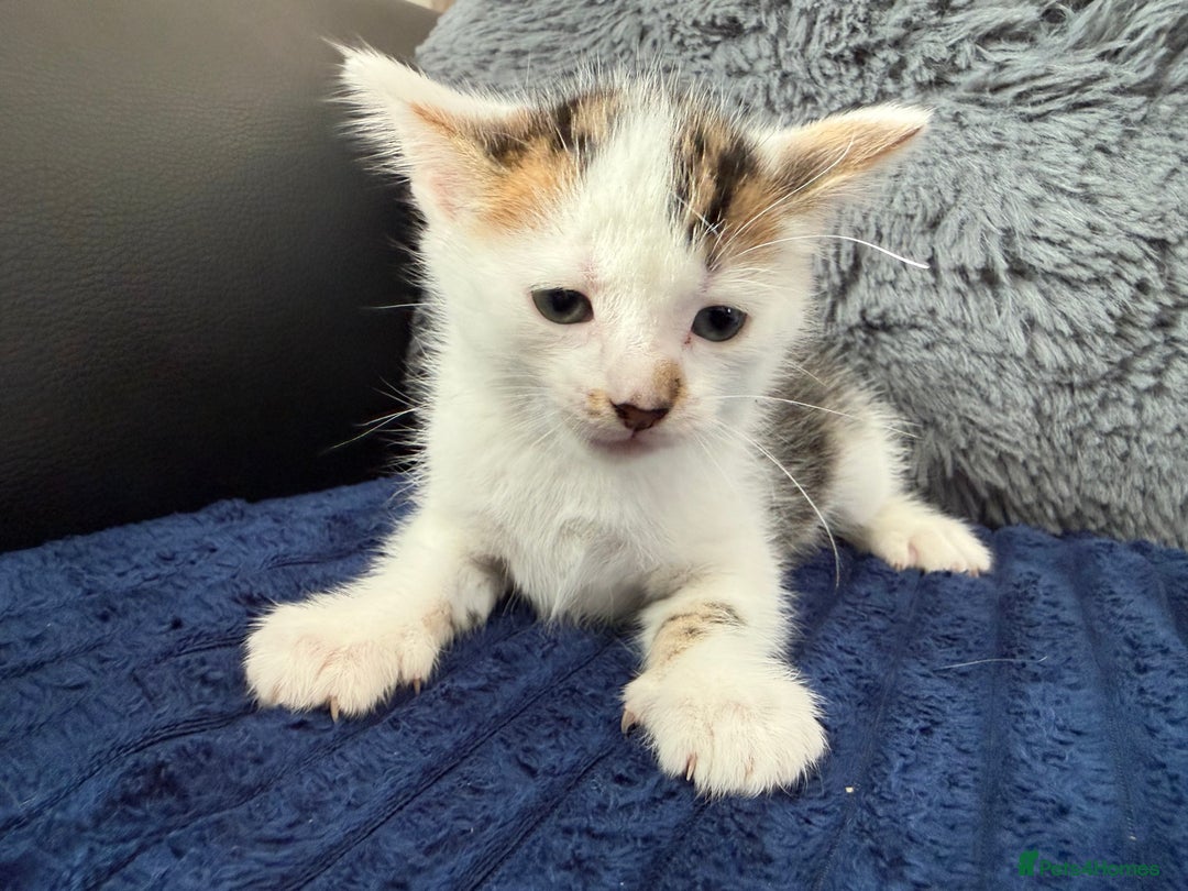 Mixed Breed cats for sale: Adorable Kittens Ready for Their Forever Homes!  - Image 18
