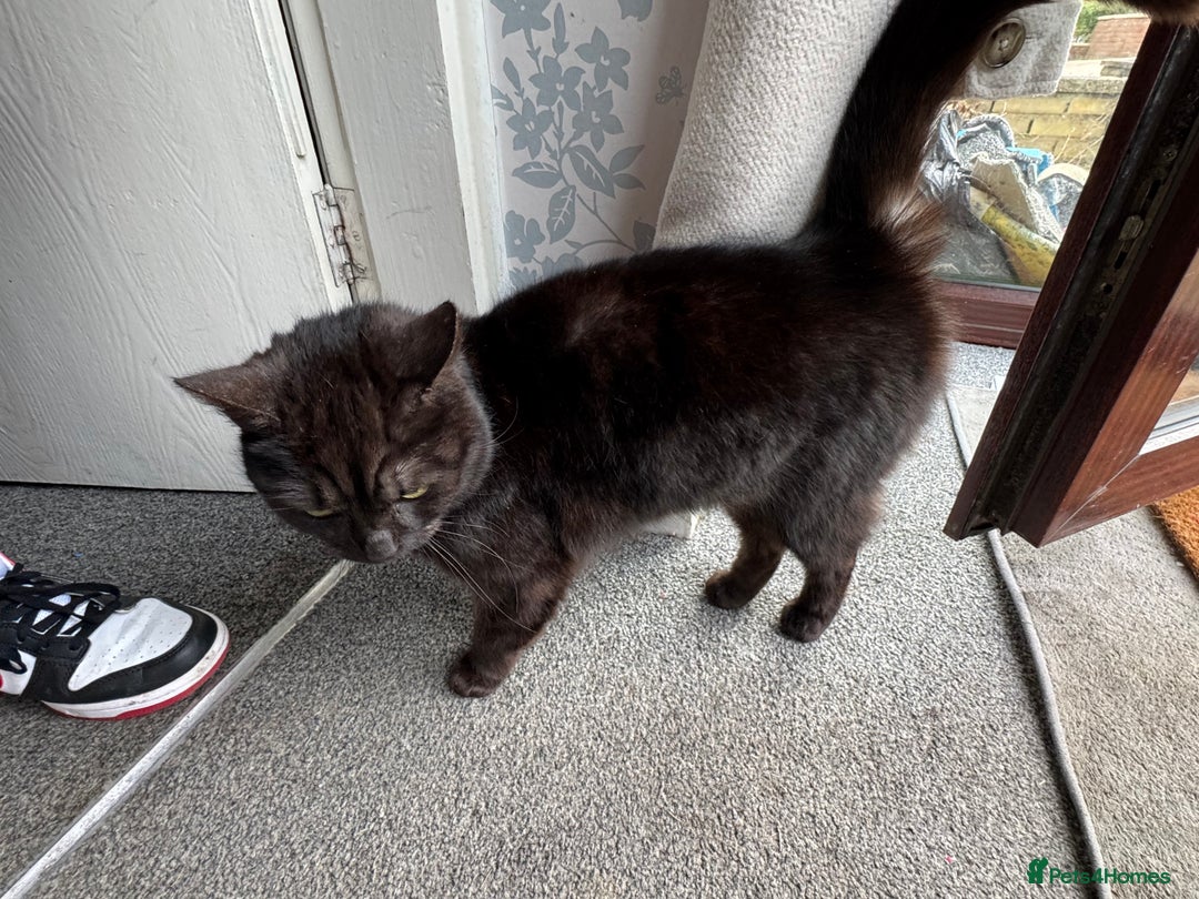 Mixed Breed cats for sale: Beautiful kittens ready for new homes now  - Image 12