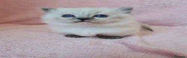 Munchkin 2