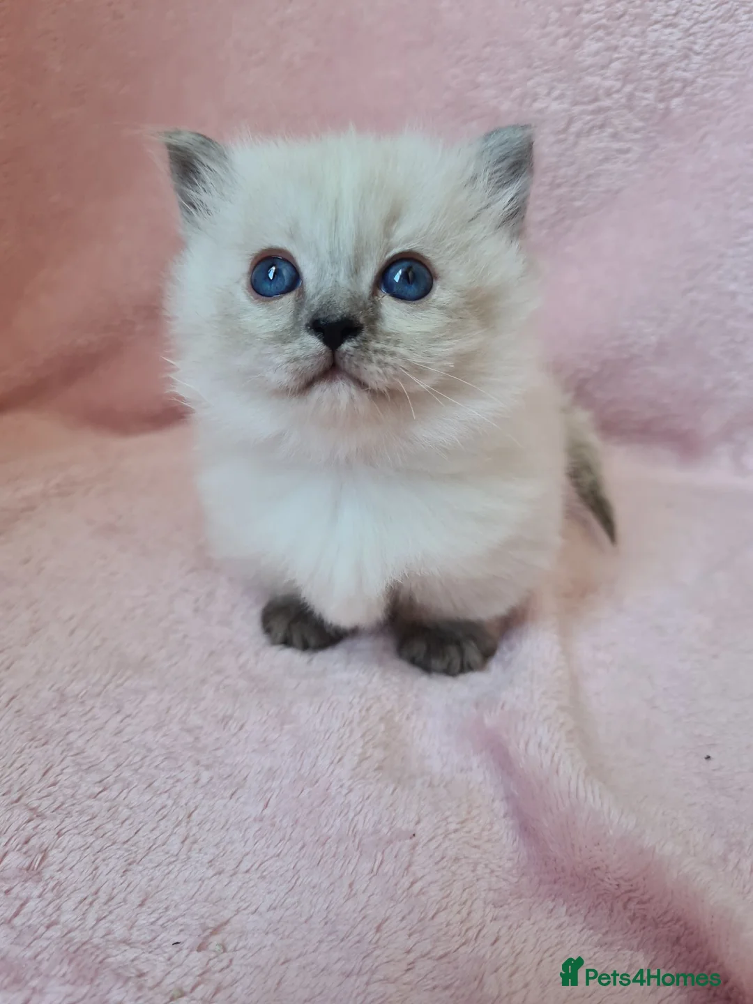 Munchkin cats for sale: Ragdoll kittens **READY NOW** 😍  - Advert 16
