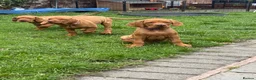 Hungarian Vizsla dogs for sale: Ready Now KC Hungarian Vizsla Puppies - Advert 23