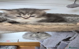 Persian cats for sale: 😻 Stunning persian kittens  - Image 10