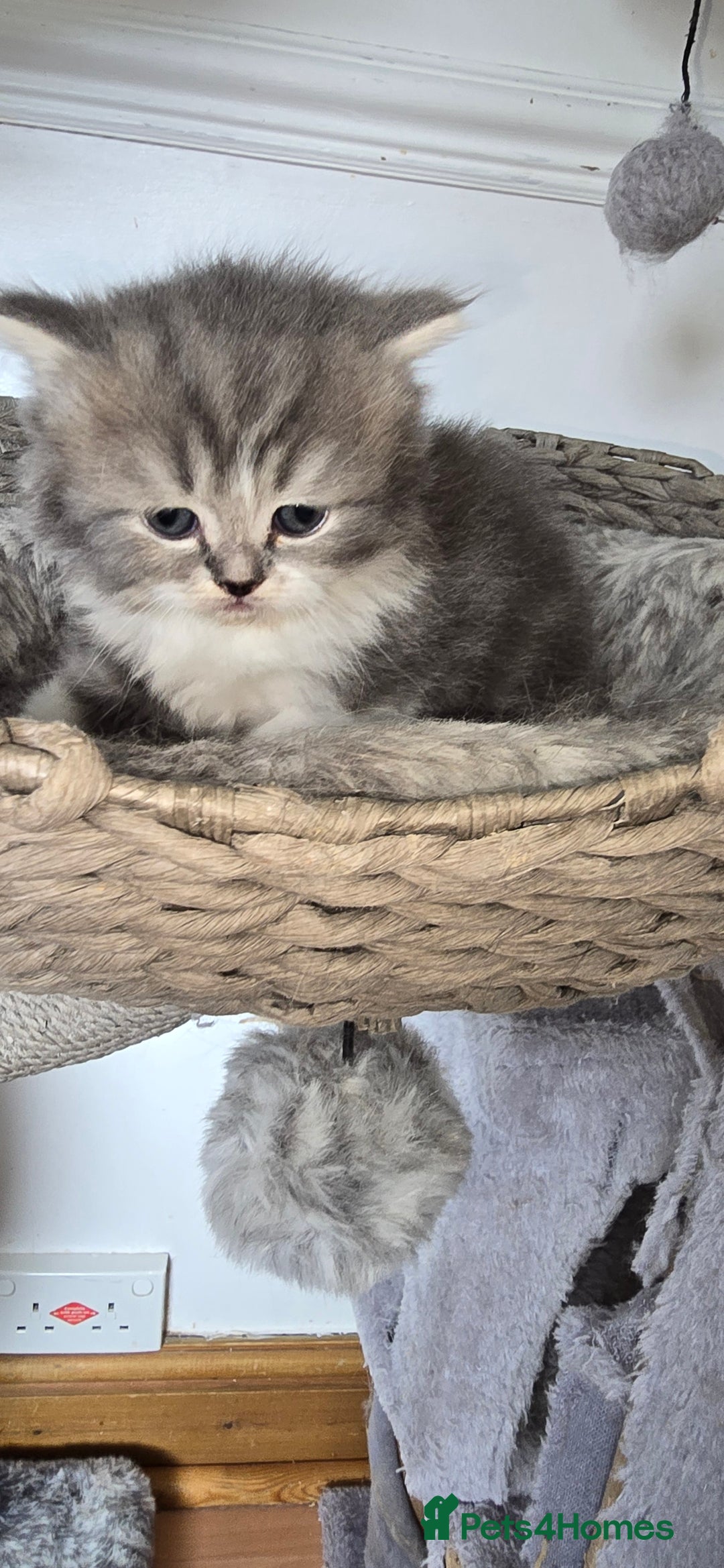 Persian cats for sale: 😻 Stunning persian kittens  - Image 10