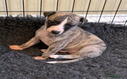 Whippet dogs for sale: Beautiful KC Whippet pups 5 boys - Image 12