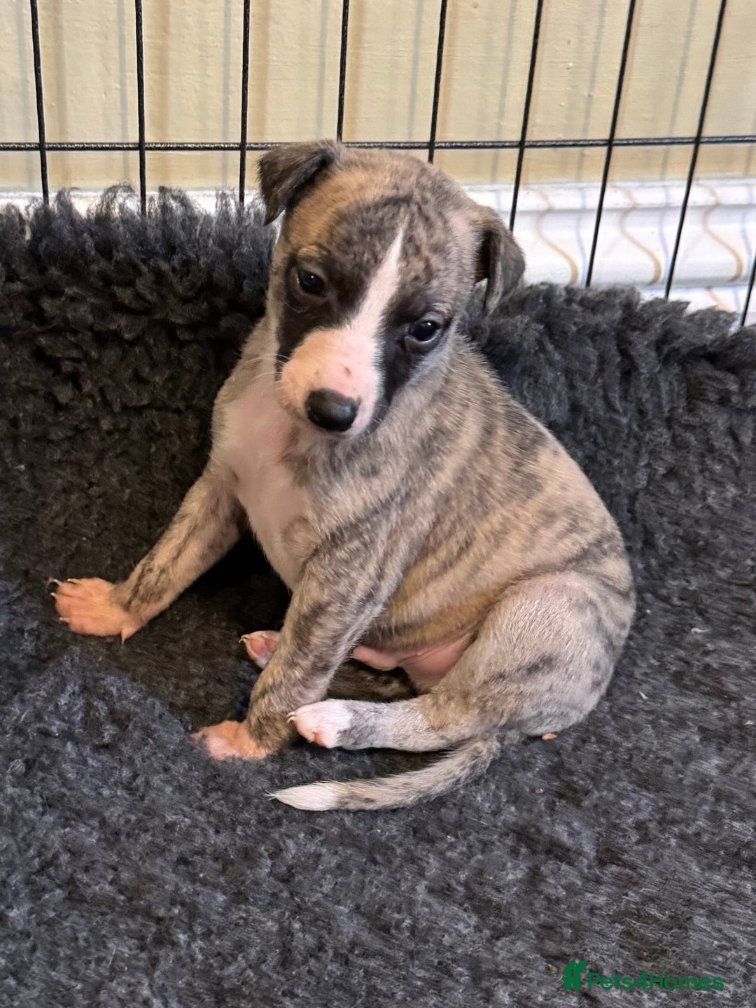 Whippet dogs for sale: Beautiful KC Whippet pups 5 boys - Image 12