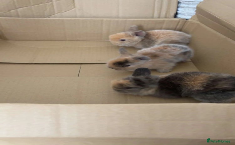 Lionhead rabbits - Advert 8