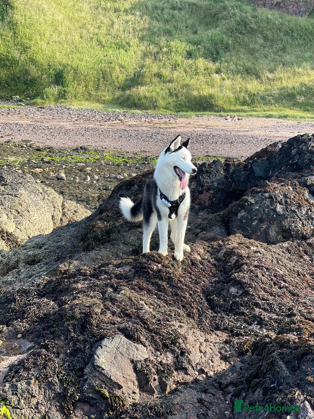 Siberian Husky dogs for stud: Stunning Blue eye Sibrian Husky for Stud (Proven) in Liverpool - Advert 6