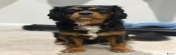 Cavalier King Charles Spaniel dogs for stud: *PROVEN* HEALTH TESTED Black & Tan Cavalier STUD in Oldham - Advert 24