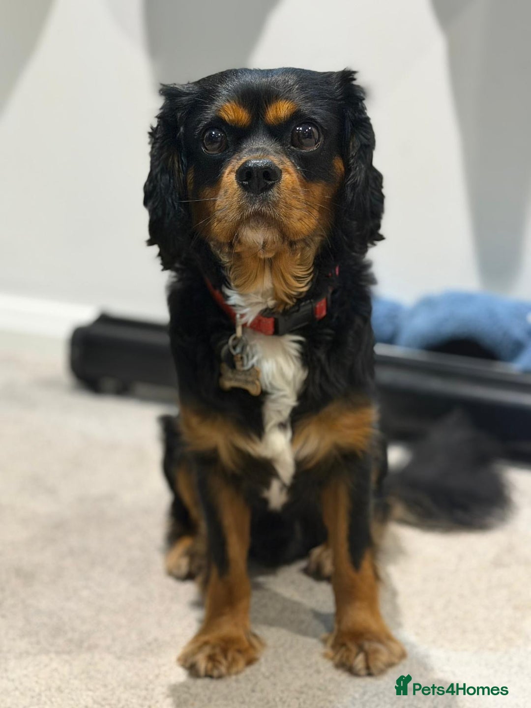 Cavalier King Charles Spaniel dogs for stud: *PROVEN* HEALTH TESTED Black & Tan Cavalier STUD in Oldham - Image 24