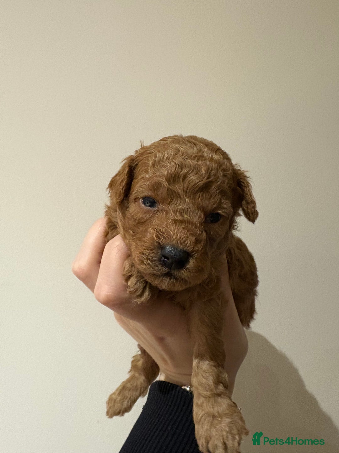 Toy Poodle dogs for sale: Beautiful solid colour toy poodle puppies - Advert 4