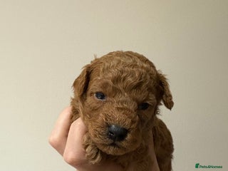 Toy Poodle dogs Beautiful solid colour toy poodle puppies - Advert 18