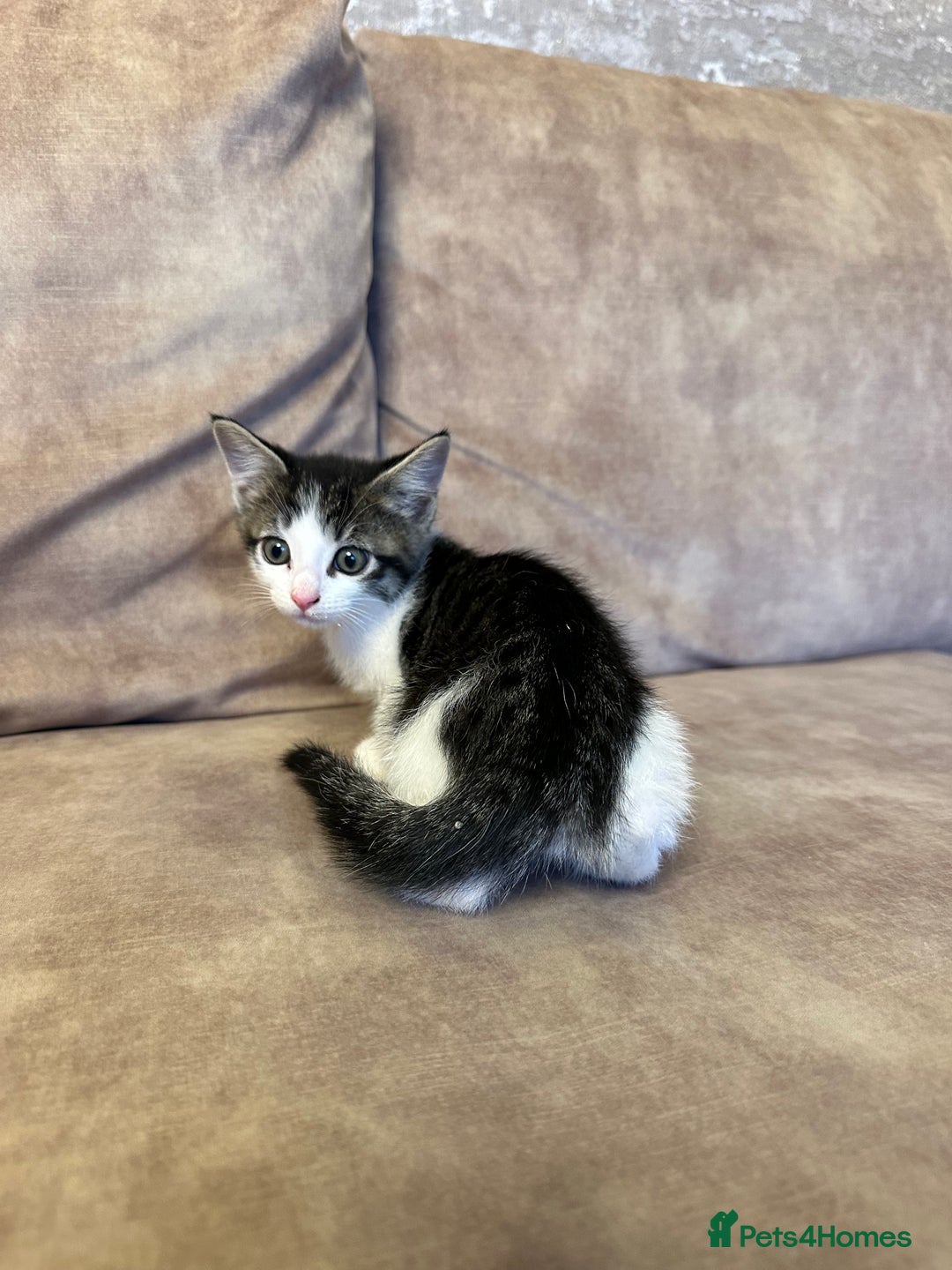 Mixed Breed cats for sale: Super cute and well behaved kittens - Image 14