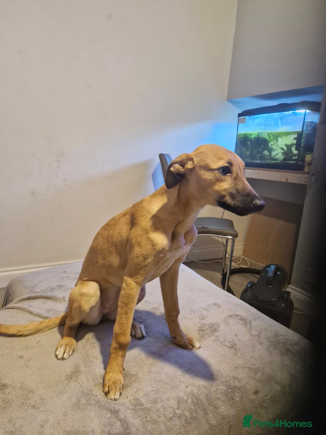 Mixed Breed dogs for sale: Wippet cross puppy - Advert 4