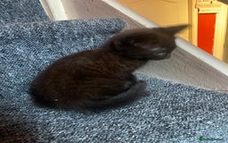 Mixed Breed cats for sale: 4 Black + Black and white kittens for sale! - Image 1