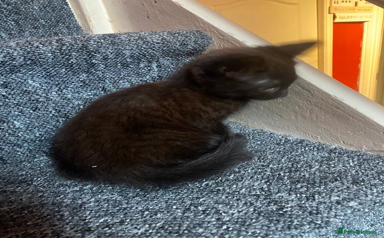 Mixed Breed cats - Advert 6