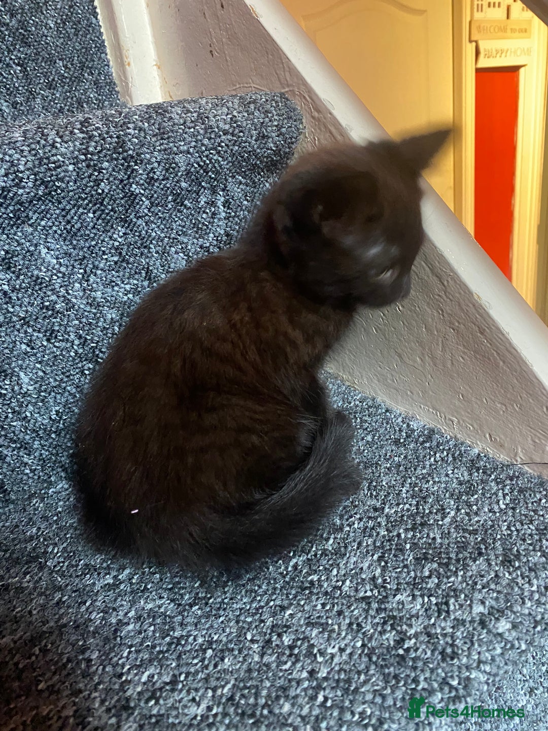 Mixed Breed cats for sale: 4 Black + Black and white kittens for sale! - Image 1