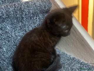 Mixed Breed cats - Advert 1