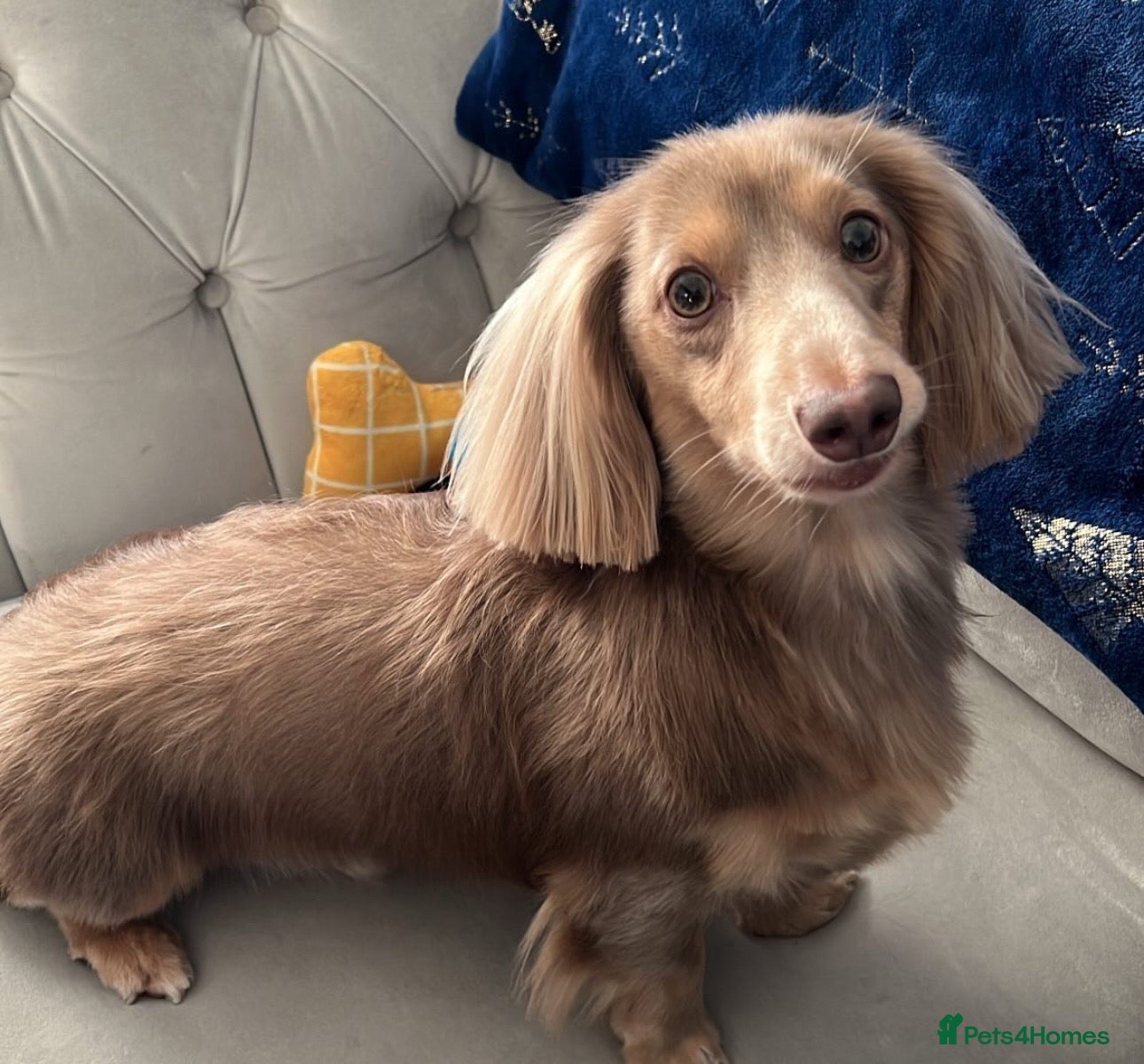 Miniature Dachshund dogs for stud: Long haired Isabella and tan stud  - Advert 2
